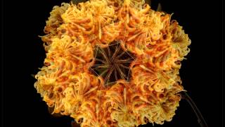 Flower Mandalas