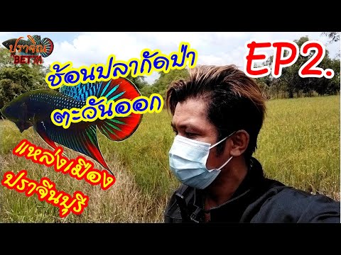 EP2. สำรวจแหล่งช้อนปลากัดป่าตะวันออก