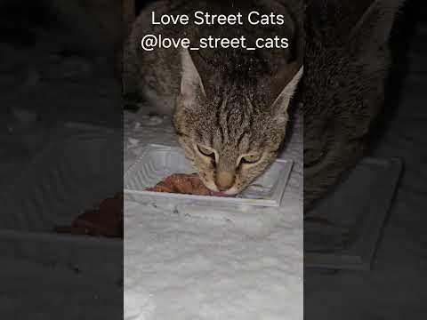 Helping Cats Outdoors With Daily Meals 💕🥣😺