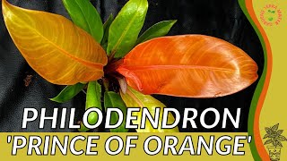 PHILODENDRON 'PRINCE OF ORANGE' Information, Description and Uses!
