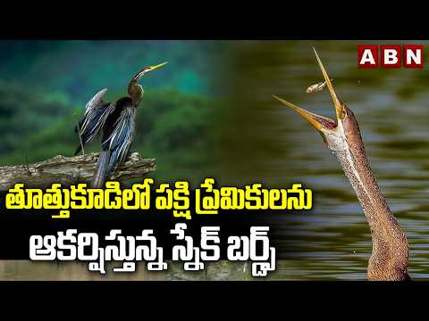 ABN OFFBEAT: తూత్తుకూడిలో పక్షి ప్రేమికులను ఆకర్షిస్తున్న స్నేక్ బర్డ్స్| Snake Birds in Thoothukudi - ABNTELUGUTV