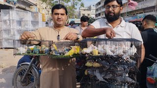 Birds Market Lalukhet Sunday Video Latest Update  25-2-24 in Urdu