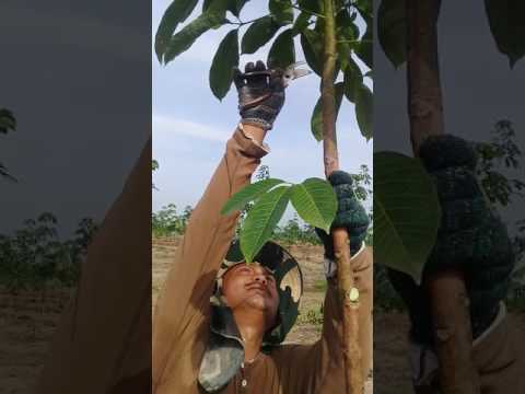 Video: Memangkas Pokok Getah: Cara Memangkas Pokok Getah