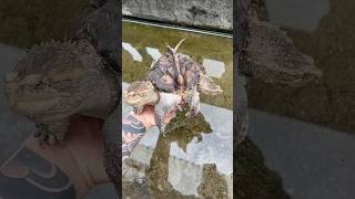Rare Two-Headed Turtle Shocks the World! #RareAnimal #TwoHeadedTurtle #Unbelievable