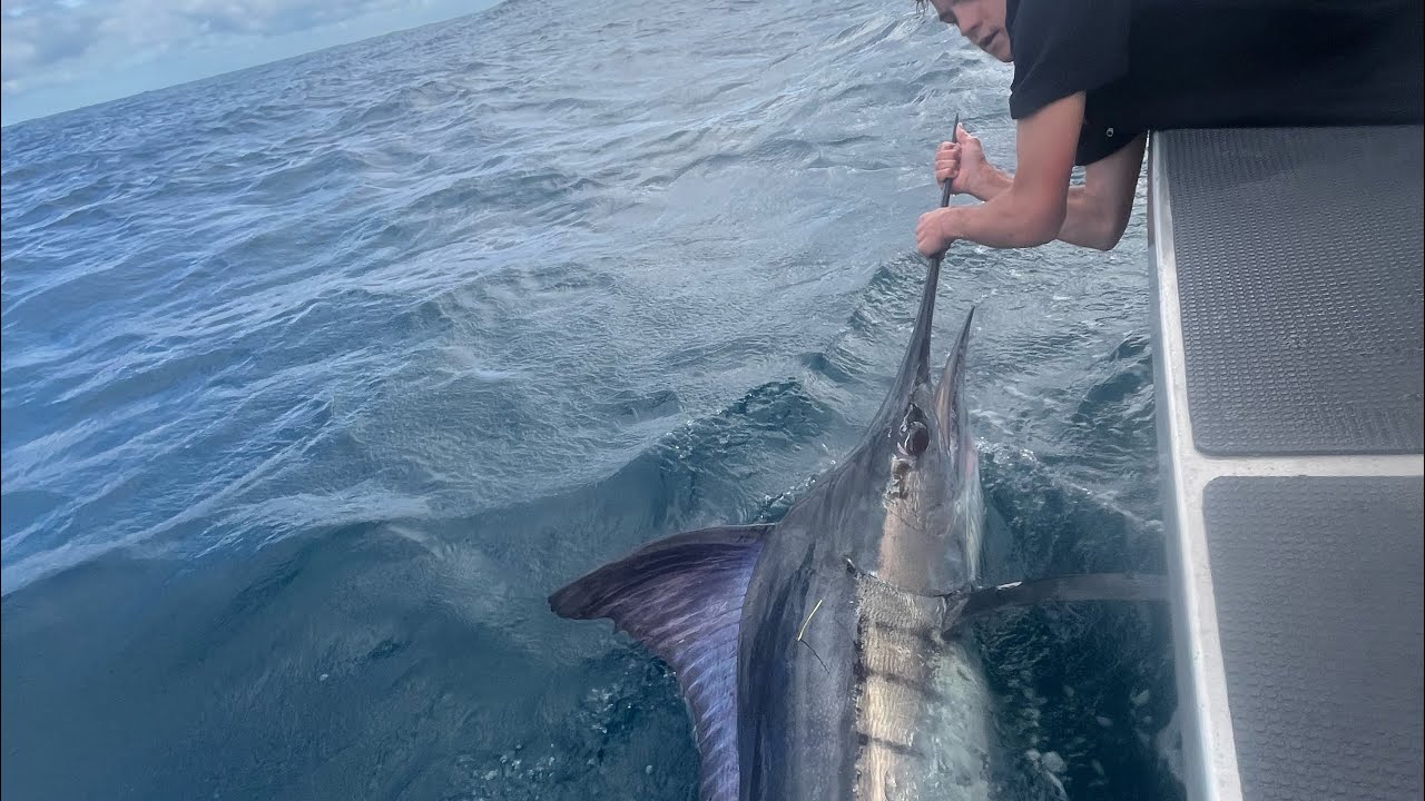 West Coast Marlin/kingi Mission(3 day Competition) ACTION PACKED