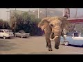 Parking lot elephant