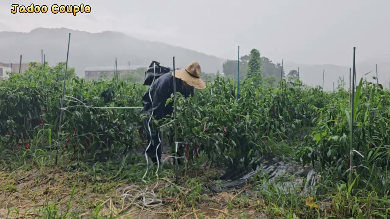 베트남 장인어른 이마  혹 수술 결과