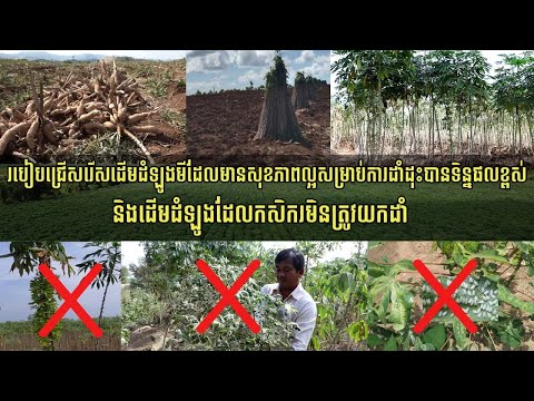 របៀបជ្រើសរើសដើមដំឡូងមីដែលមានសុខភាពល្អសម្រាប់ការដាំដុះបានទិន្នផលខ្ពស់និងដើមដំឡូងដែលកសិករមិនត្រូវយកដាំ