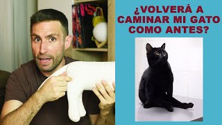 ¿Podrá mi gato volver a caminar normal después de una inyección? | Gato que arrastra sus patas