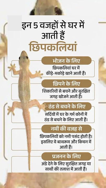 '5 Secrets 😨 क्यों आती है Chipkali आपके घर में? | Hidden Facts Revealed!'