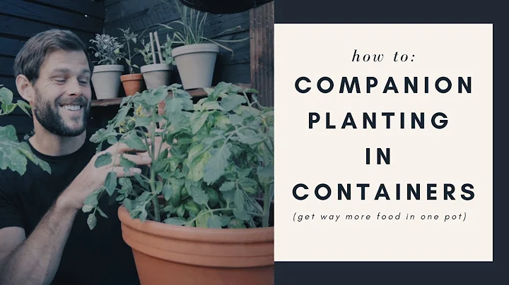 companion planting in containers: an easy guide for urban gardeners