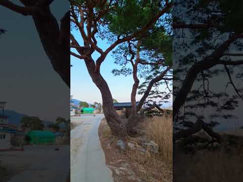 산책길에#소나무