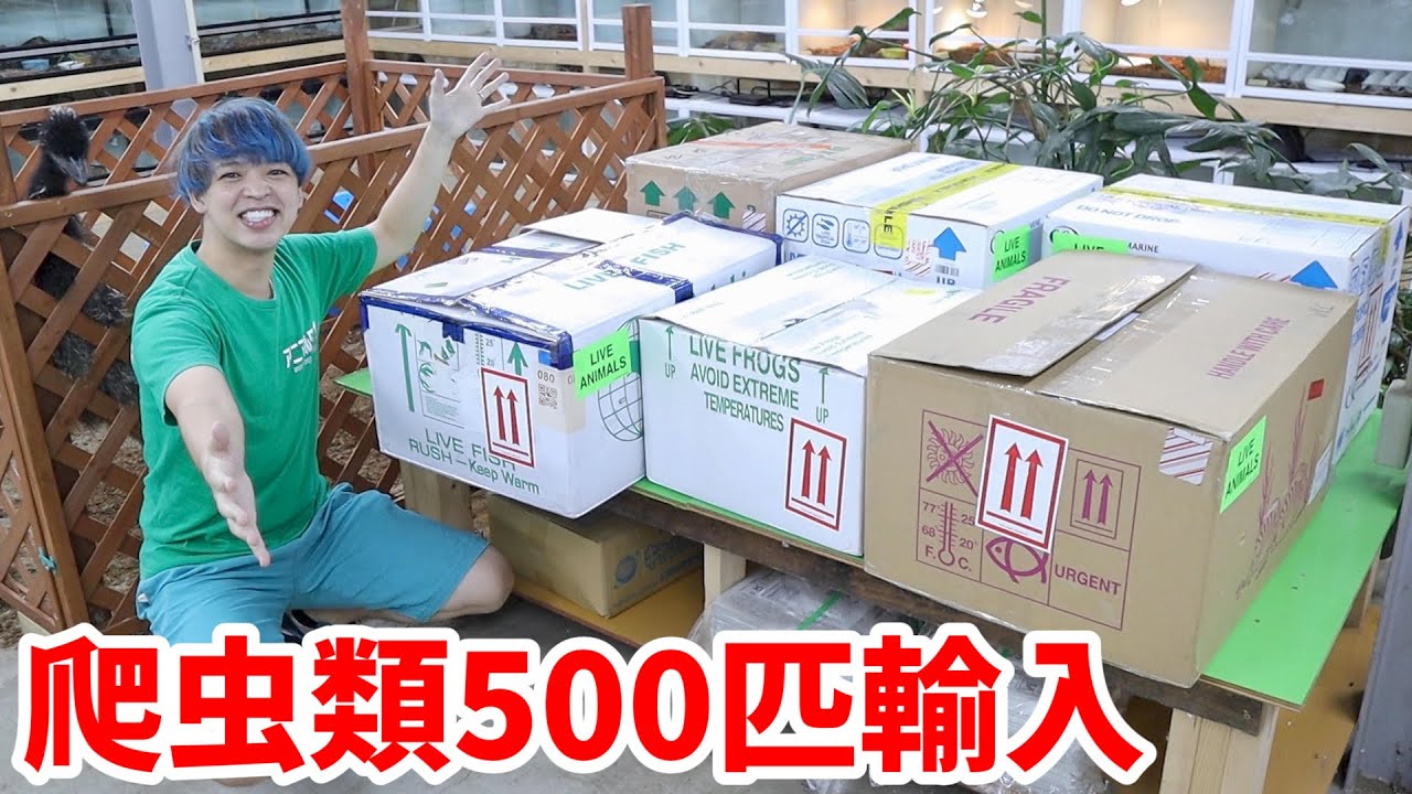アメリカから大量の爬虫類がやってきました！