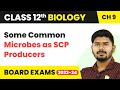 Some Common Microbes as SCP Producers - Strategies for Enhancement in Food Production | Class 12