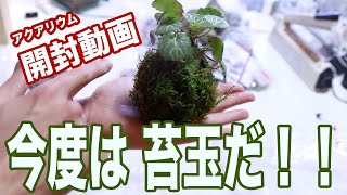 【苔玉 盆栽】アクアリウム 開封動画 今度は苔だ！