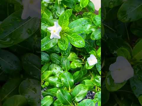 健やかにニチニチソウの輝く緑の花壇。 #garden #plants #flowers #園芸 #green #gardening