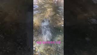 #pug #강아지 #강아지당뇨 #강아지브이로그 #당뇨견#애니멀바#퍼그별이.          물 소리 첨벙첨벙