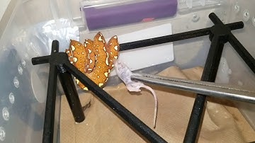 Biak green tree python (new addition)