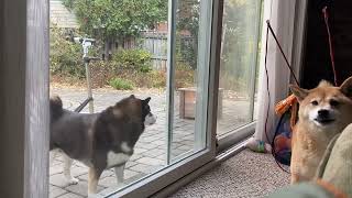 Wat u so mad bout brah?  Oh is it because you can’t get me?!? by The Angry Shiba Channel 1,183 views 1 year ago 12 seconds