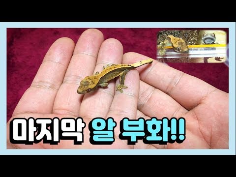 귀여운 <strong>도마뱀이</strong> 마지막 알에서 부화 했어요🦎 파충류 키우기 [집돌이총각]