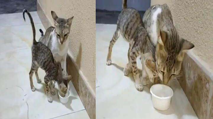 Video 4549101: funnycats funnycatvideos cutecat cat, cats funnycats cutecats cutekittens, funnycatvideos baby cat funnycats, funnycats funnykittens cats, mom cat baby, cat milk, funny cat