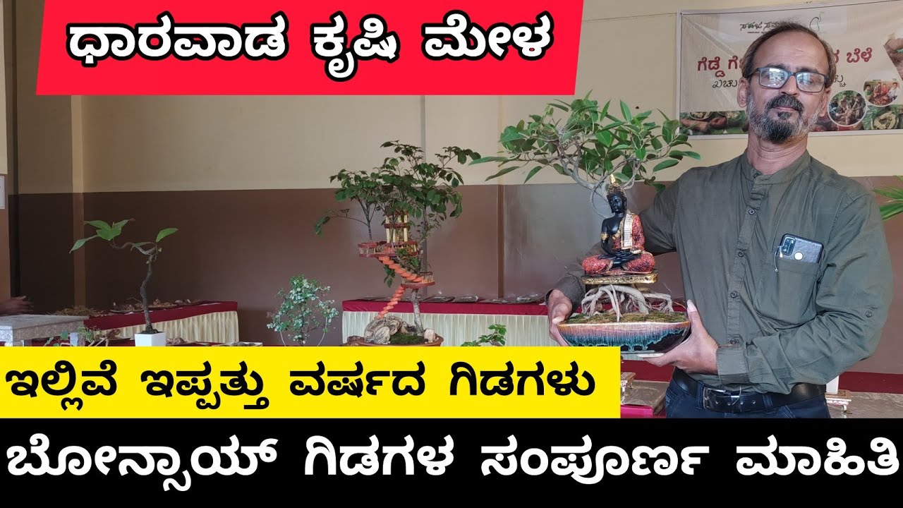 ಬೋನ್ಸಾಯ್ ಗಿಡಗಳ ಬಗ್ಗೆ ಸಂಪೂರ್ಣ ಮಾಹಿತಿ. BONSAI TREE DETAILS IN KANNADA. 