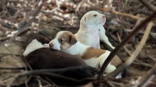 We Reached the Puppies in the Bushes by the Lake.