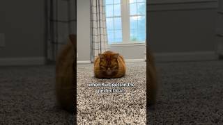 CHONK #viral