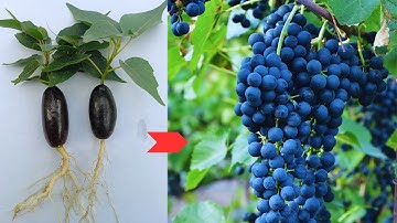 Black Seedless Grapes Organic Growing Secrets Revealed Cultivation Guide