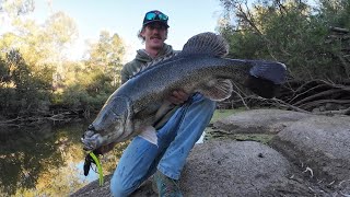 Winter time Murray cod. ( fishing Australia). 