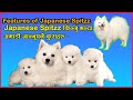 Japanese Spitz in Nepal || Japanese Spitz किन्नु भन्दा अगाडी जान्नुपर्ने केहि कुराहरु ||