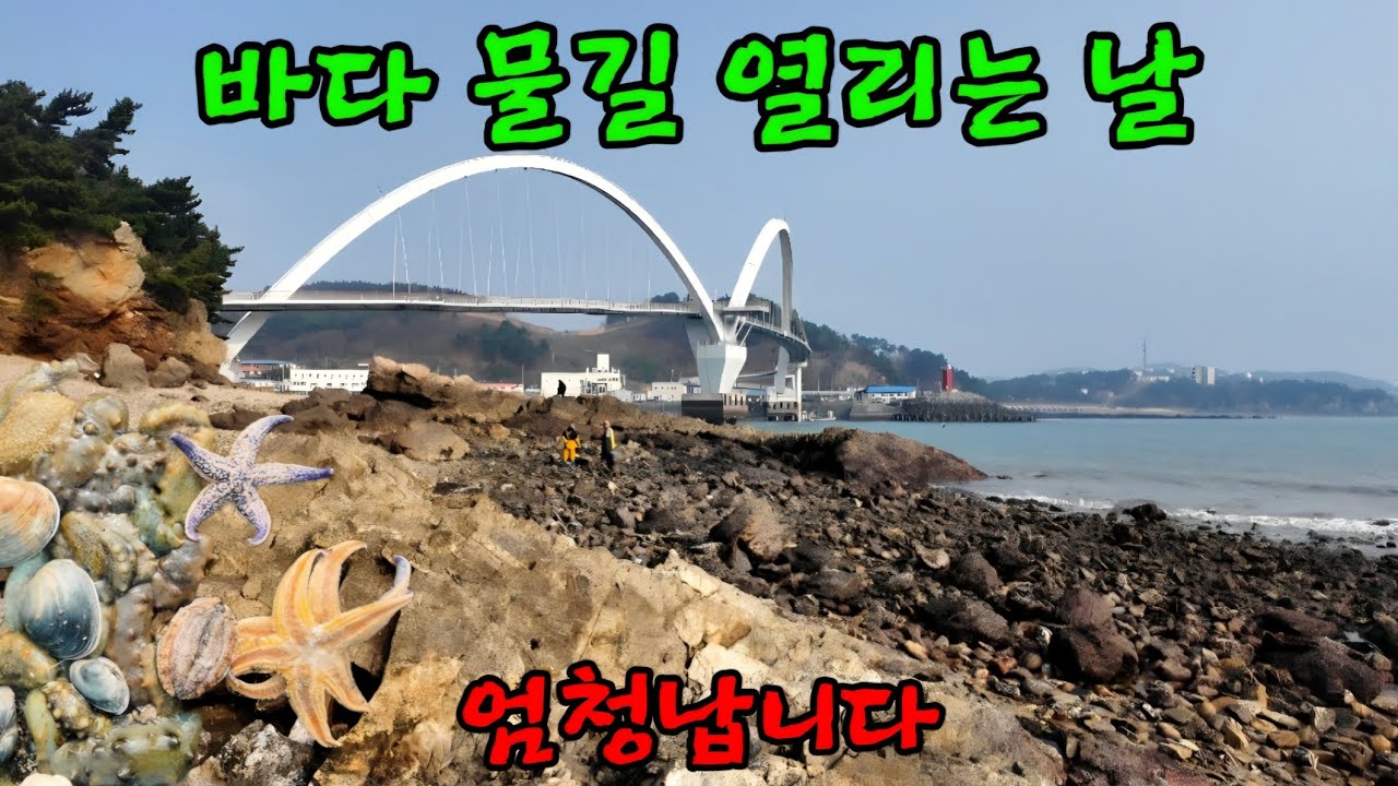 확~쓸려나간 바닷물에 바위틈새 완전 널렸습니다