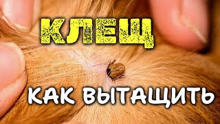 Как ВЫТАЩИТЬ КЛЕЩА