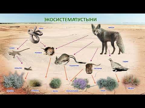 Пустынная экосистема