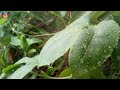 SONIDOS DE LA NATURALEZA LLUVIA