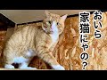 知らない間に しれっとウチの子になった元野良猫