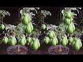 How to Produce Avocado Plants in Pots