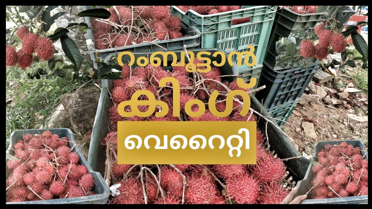 King variety | Rambutan fruit | റമ്പൂട്ടാൻ കൃഷി | റമ്പൂട്ടാൻ കിംഗ് | റമ്പൂട്ടാൻ കിംഗ് വെറൈറ്റി