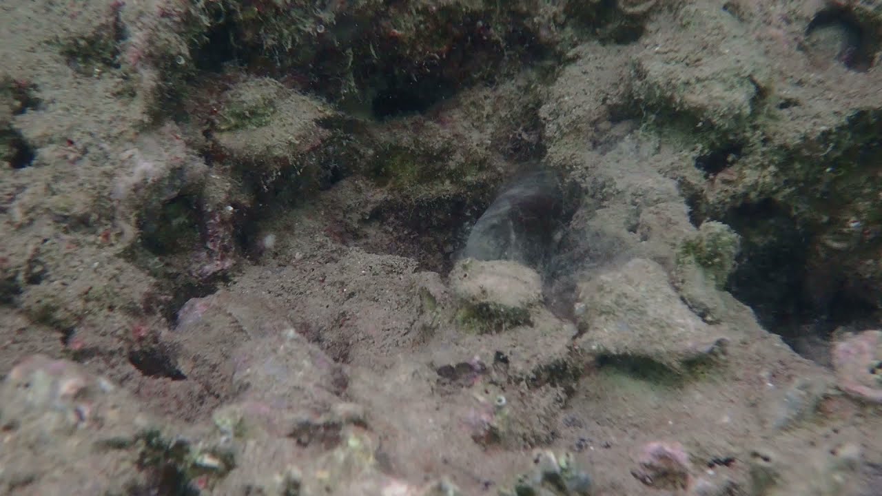 Riesengrundel (Gobius cobitis)