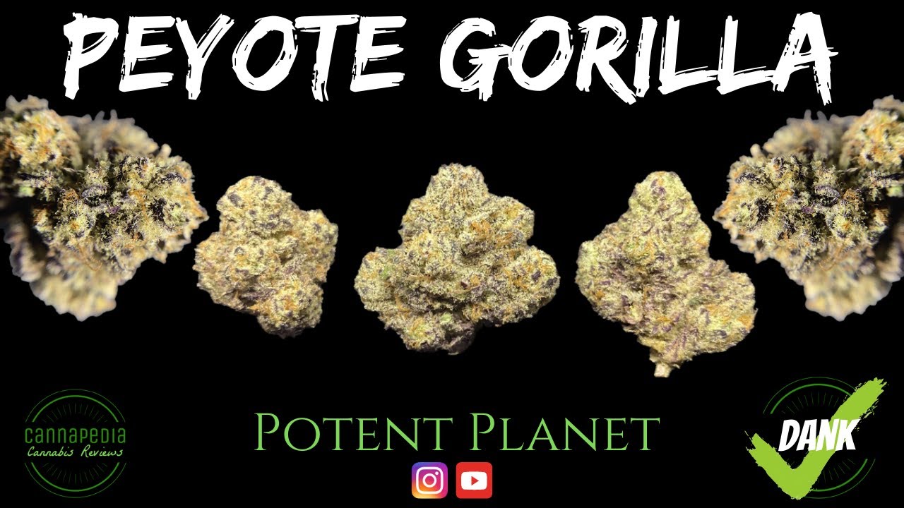 Peyote Gorilla Strain Review Potent Cannapedia YouTube