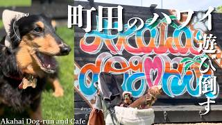 【町田ドッグランカフェ】Akahai Dog-run and Cafeが最高すぎて遊び倒した🐶🐶✨東京都