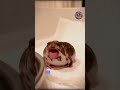 The Science Behind a Frog's Eye-Food