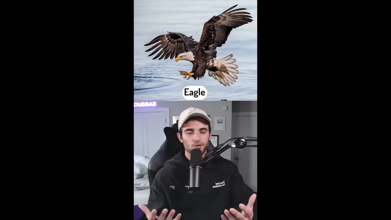 Can You Beat These Animals In A Fight 
