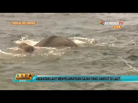 AL Selamatkan Gajah Yang  Hanyut di  Laut YouTube