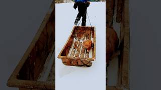 Big Sled For Little Pup