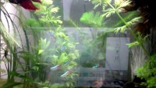 Betta Splendens - Male ignoring female Betta Splendens - Male ignoring female