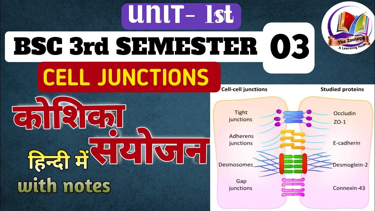 Cell Junctions | Types Of Cell Junctions | cell junctions 3rd semester|Human Anatomy And Physiology 