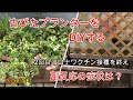 【シニアのvlog】古びたプランターをDIY／2回目ワクチン接種後の副反応／シニアライフ