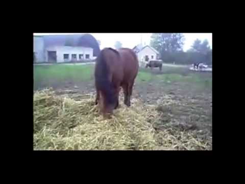 smiling-horse-!-funny-videos