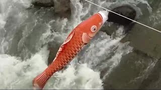 「定山渓温泉渓流鯉のぼり」春風受け元気に泳ぐ 子どもの日に向けて (21/04/03 18:50)